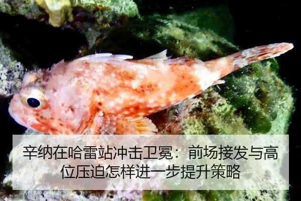 xin-na-zai-ha-lei-zhan-chong-ji-wei-mian-qian-chang-jie-fa-yu-gao-wei-ya-po-zen-yang-jin-yi-bu-ti-sheng-ce-lve-2-409.jpg